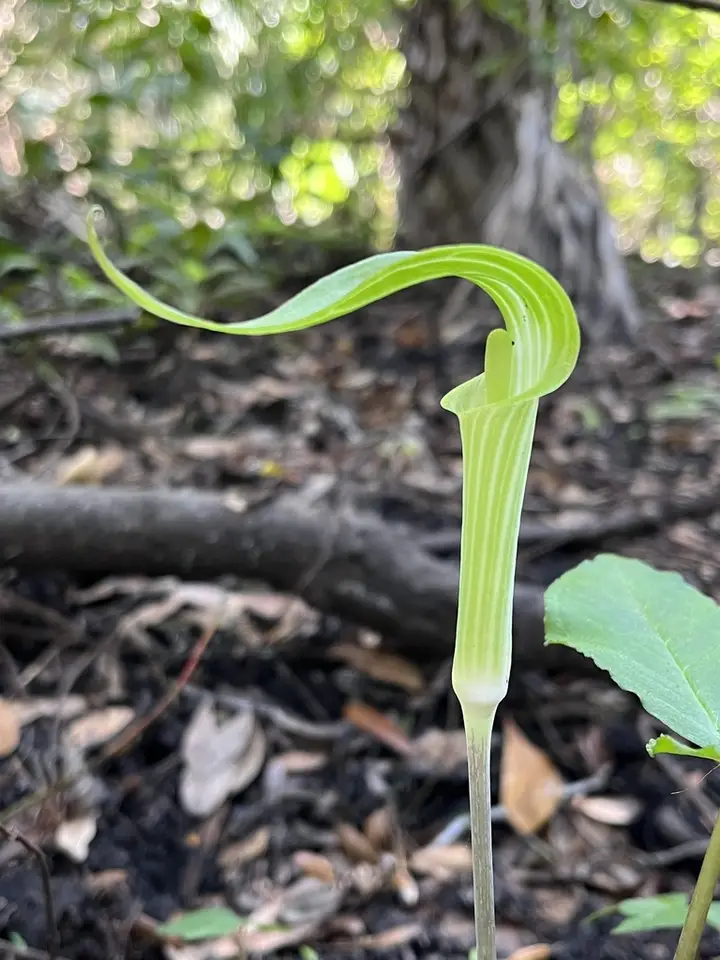 Florida Jack-In-The-Pulpit (Arisaema acuminatum)