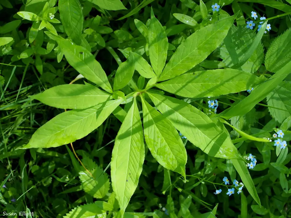Green Dragon (Arisaema dracontium)