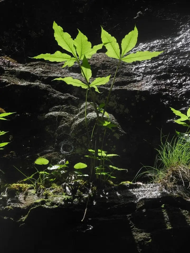 Five-Leaved Jack-In-The-Pulpit (Arisaema quinatum)