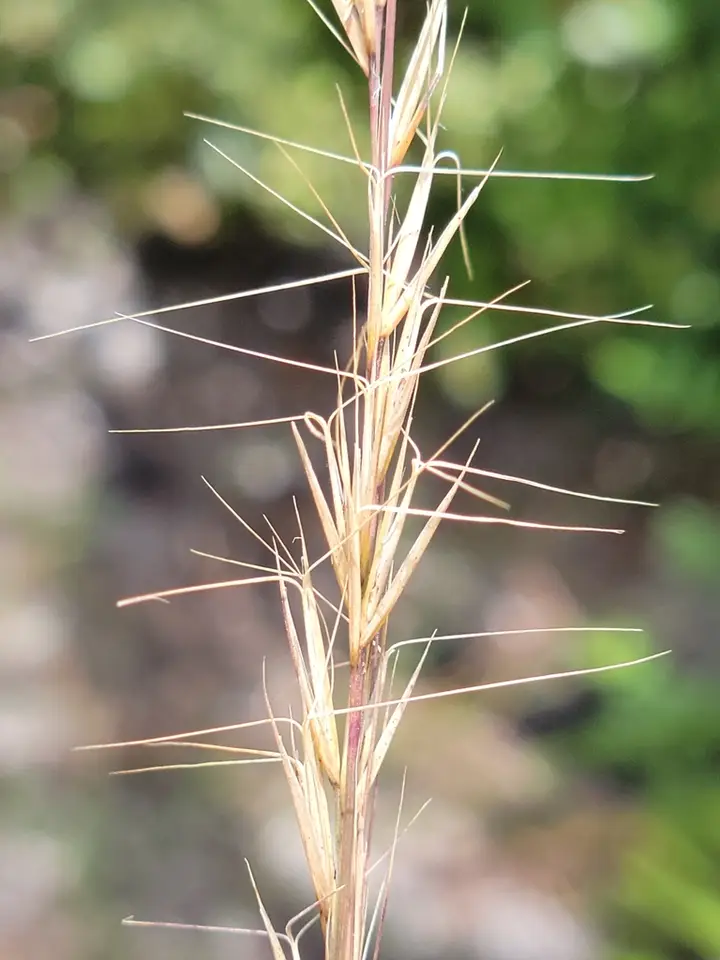 Southern Wiregrass (Aristida beyrichiana)