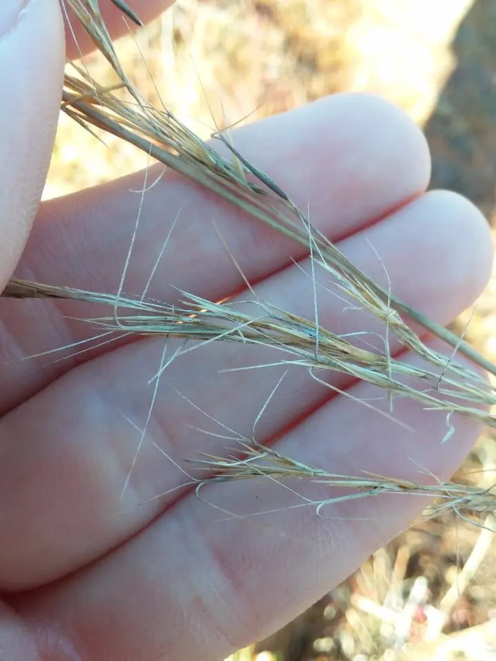 Big Three-Awn (Aristida condensata)