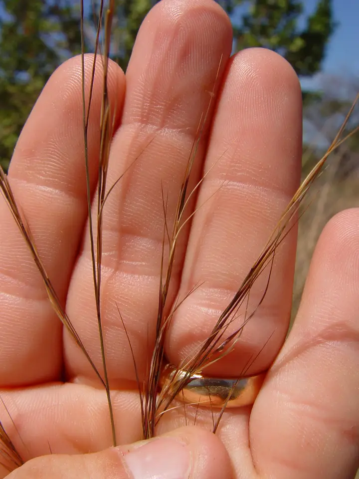Florida Threeawn (Aristida floridana)