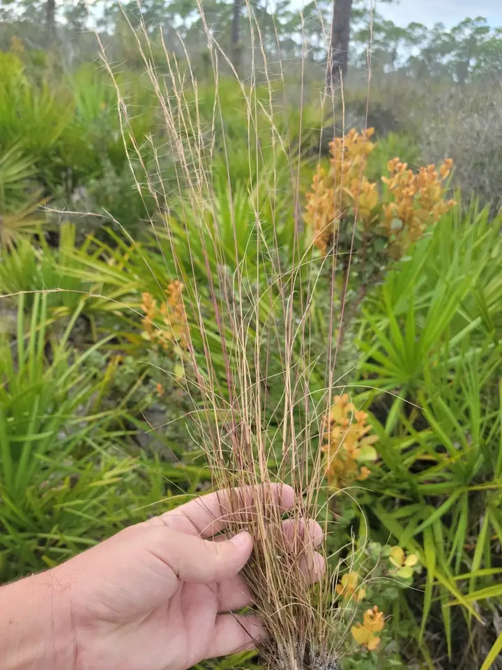 Corkscrew Threeawn (Aristida gyrans)