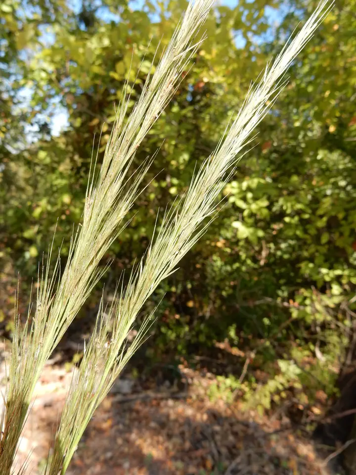Woollysheath Threeawn (Aristida lanosa)