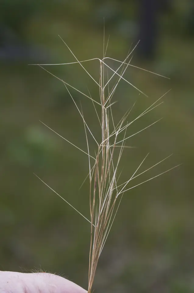 Slim-Spike Three-Awn Grass (Aristida longespica)