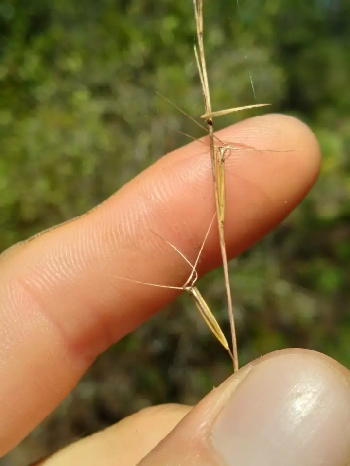 Aristida mohrii (Aristida mohrii)
