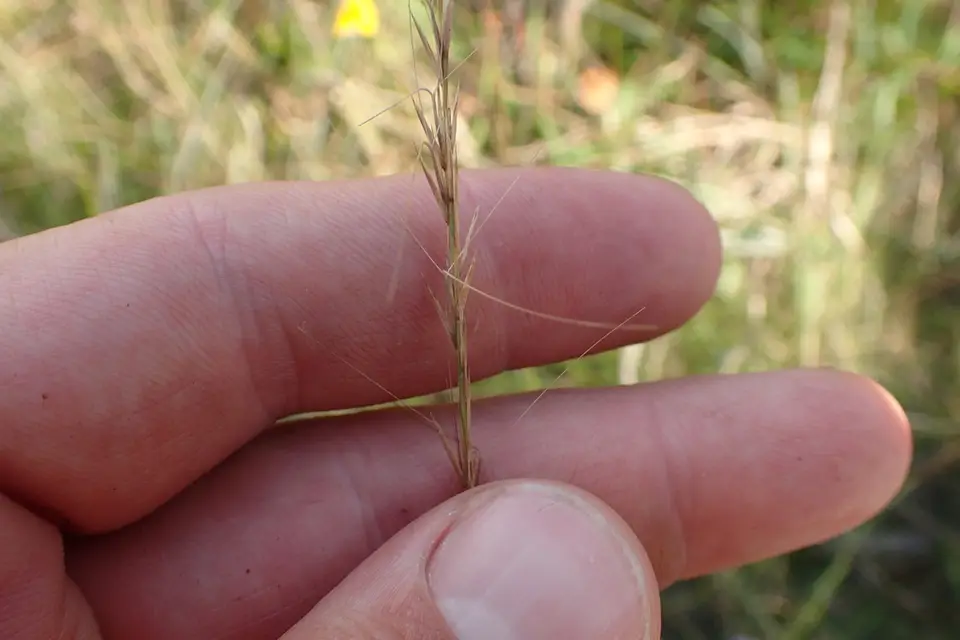 Longleaf Threeawn (Aristida palustris)