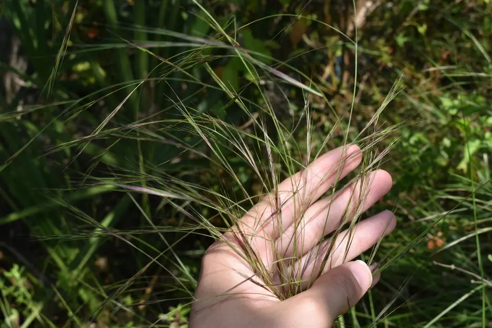 Tall Threeawn (Aristida patula)