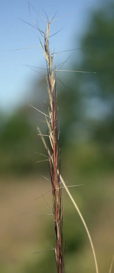 Arrowfeather Threeawn (Aristida purpurascens)