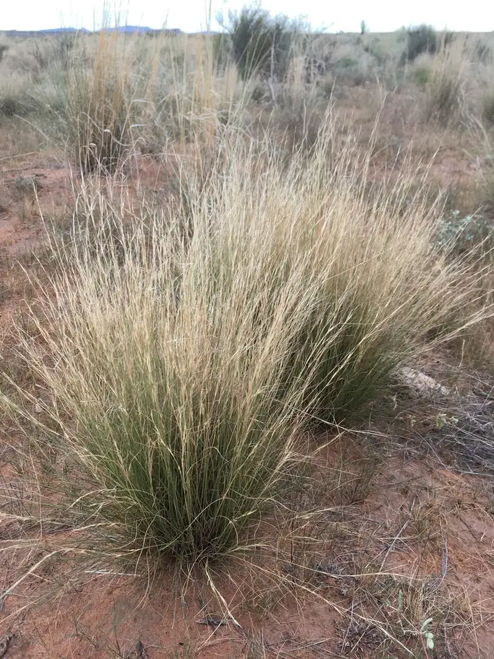 Purple Threeawn (Aristida purpurea)