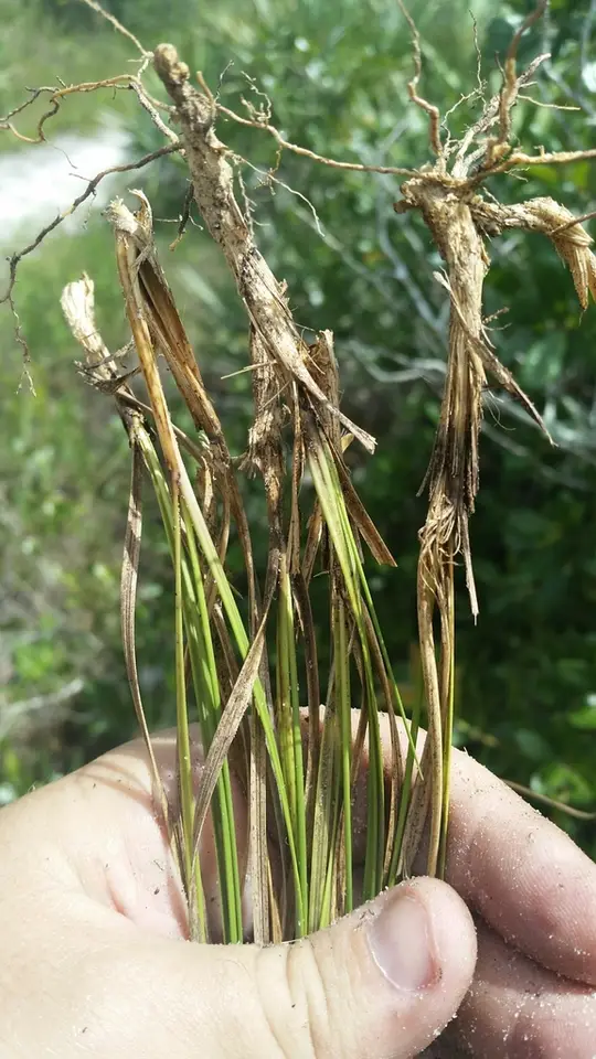 Florida Threeawn (Aristida rhizomophora)