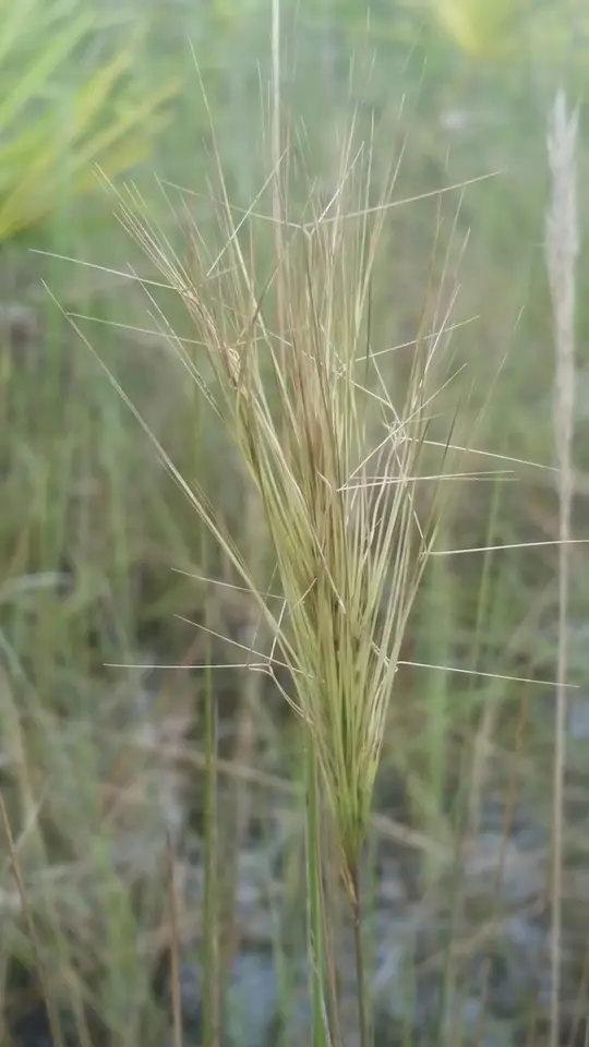 Bottlebrush Threeawn (Aristida spiciformis)