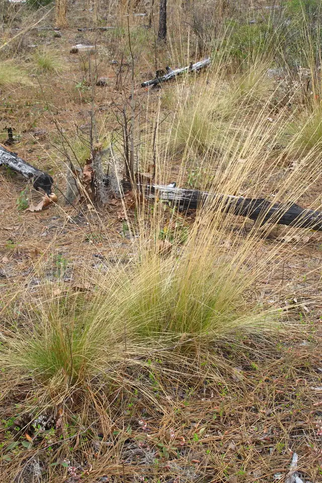 Wire Grass (Aristida stricta)