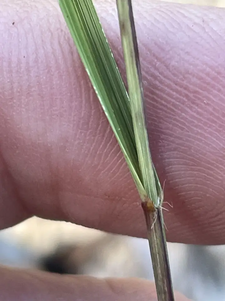 Seaside Threeawn (Aristida tuberculosa)