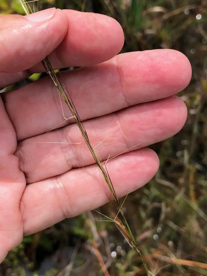 Wand-Like Threeawn (Aristida virgata)