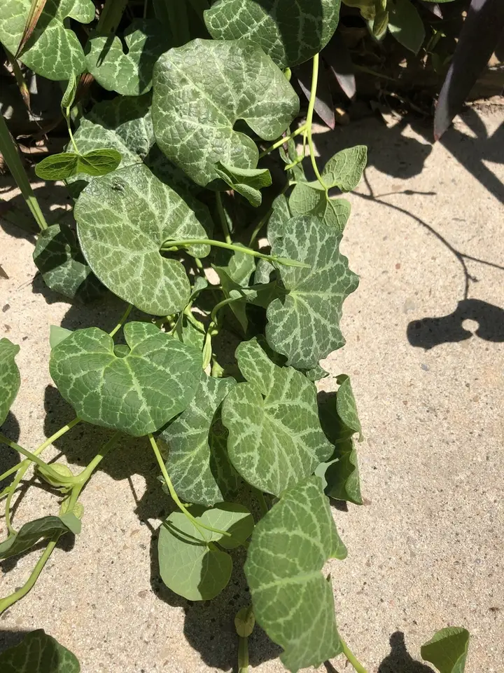 White Veined Pipevine (Aristolochia fimbriata)