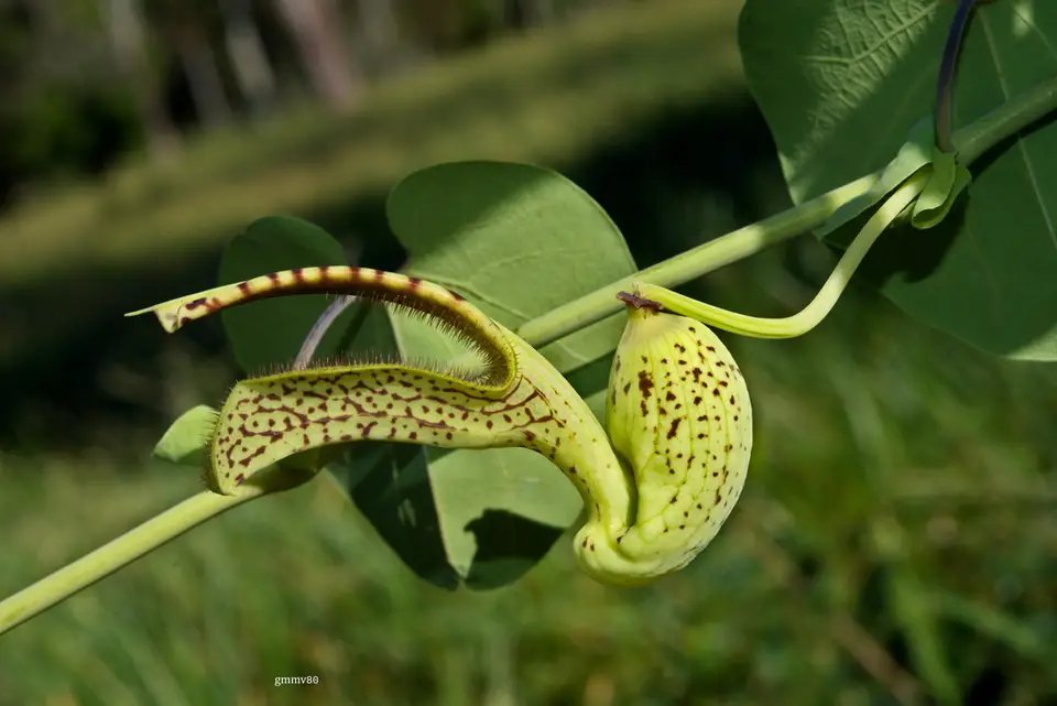Aristolochia gibertii (Aristolochia gibertii)