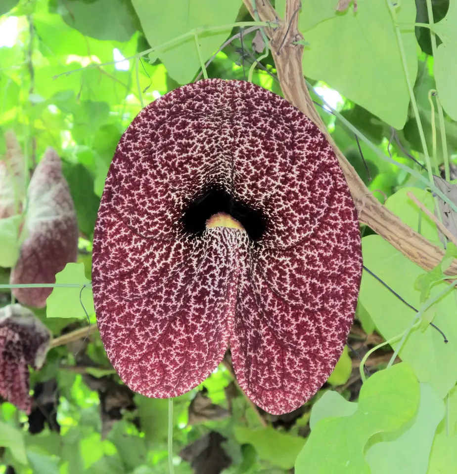 Brazilian Dutchman's Pipe (Aristolochia gigantea)