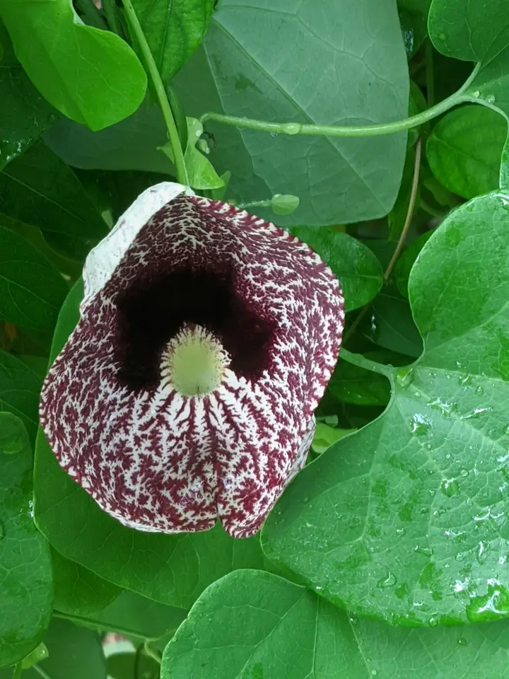 Calico-Flower (Aristolochia littoralis)