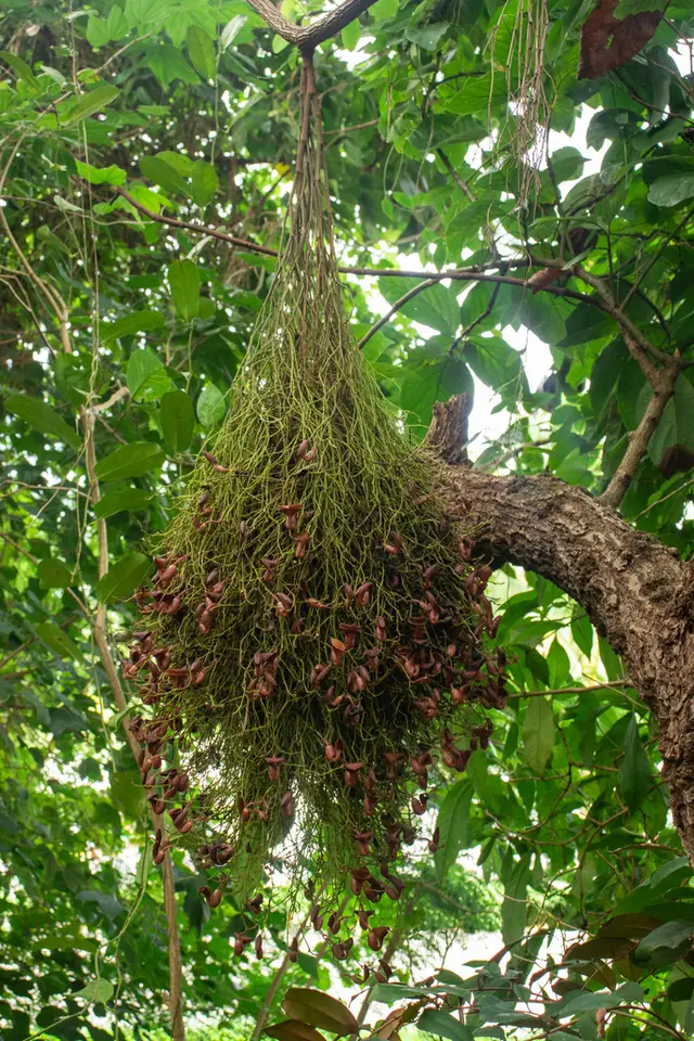 Florida Dutchman's Pipe (Aristolochia maxima)