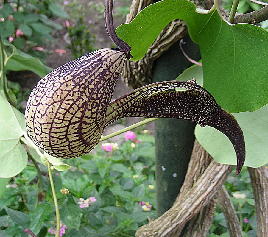 Aristolochia ringens (Aristolochia ringens)