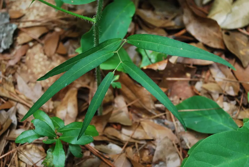 Virginia Snakeroot (Aristolochia serpentaria)