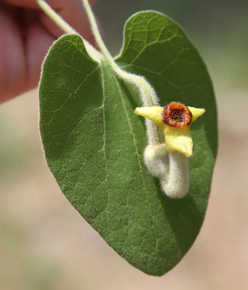 Woolly Dutchman's Pipe (Aristolochia tomentosa)