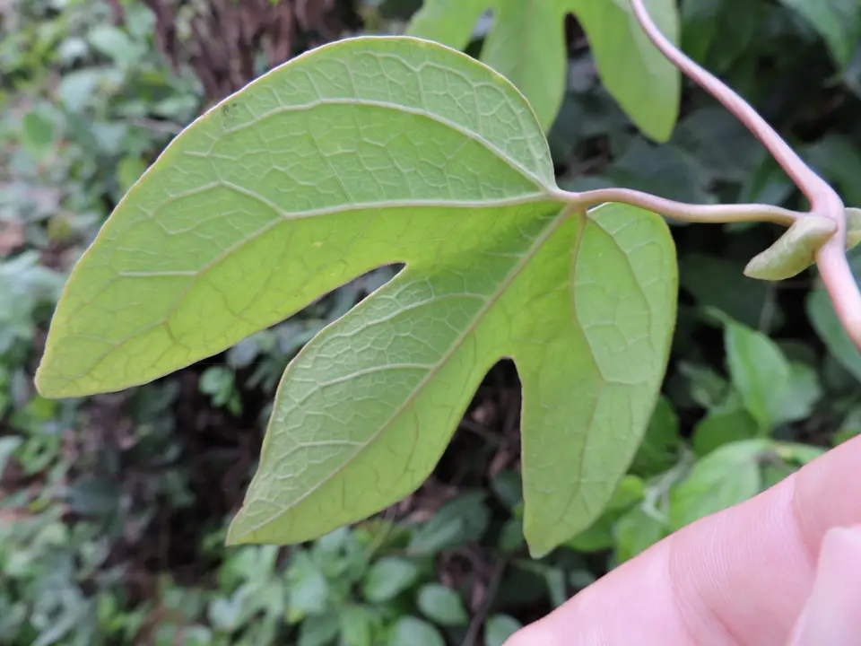 Aristolochia trilobata (Aristolochia trilobata)