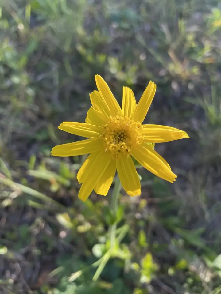 Leopard's-Bane (Arnica acaulis)