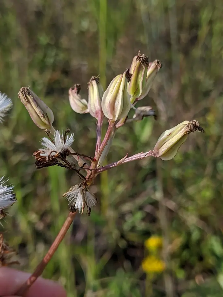 Bay County Indian Plantain (Arnoglossum album)