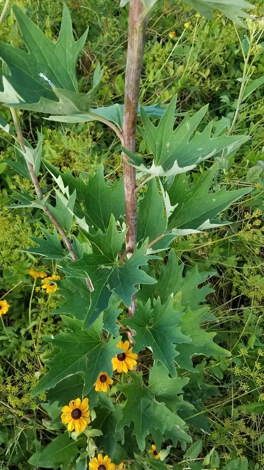 Pale Indian Plantain (Arnoglossum atriplicifolium)