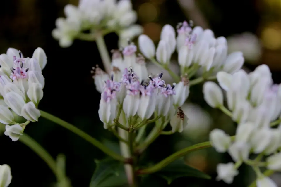 Variableleaf Indian Plantain (Arnoglossum diversifolium)