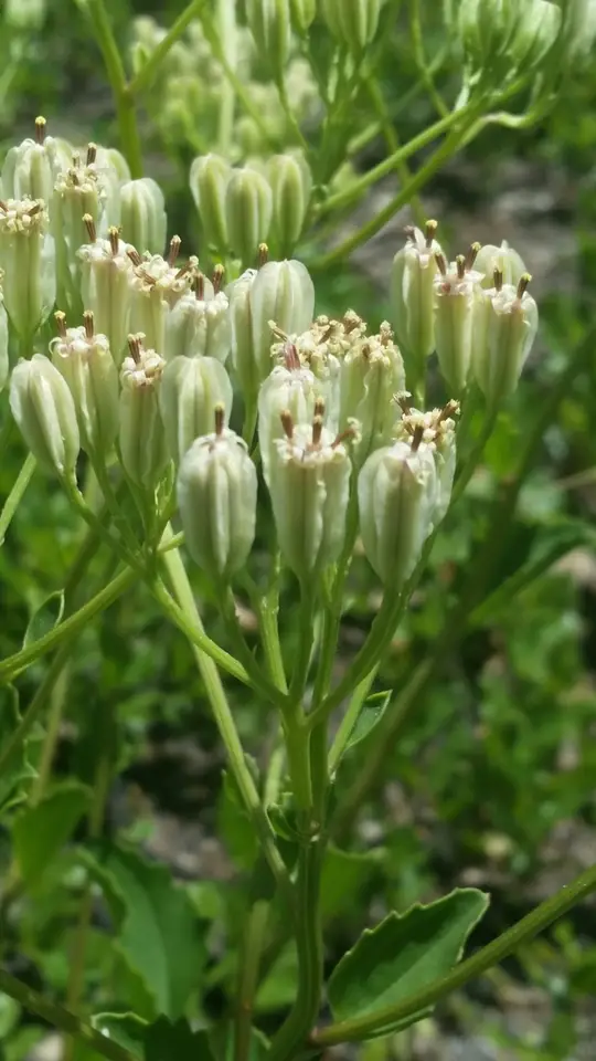 Florida Indian Plantain (Arnoglossum floridanum)