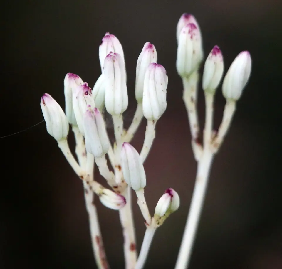 Ovateleaf Cacalia (Arnoglossum ovatum)