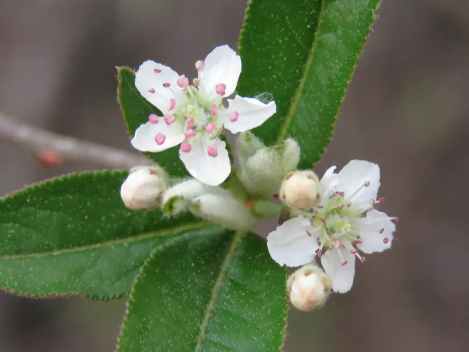 Red Chokeberry (Aronia arbutifolia)