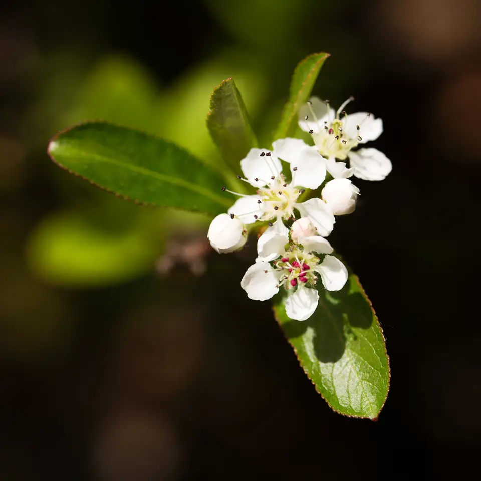 Black Chokeberry (Aronia melanocarpa)
