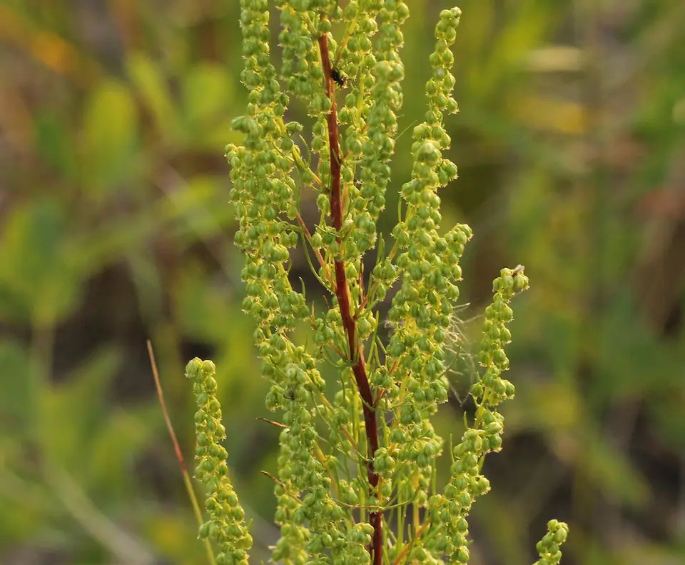 Beach Wormwood (Artemisia caudata)