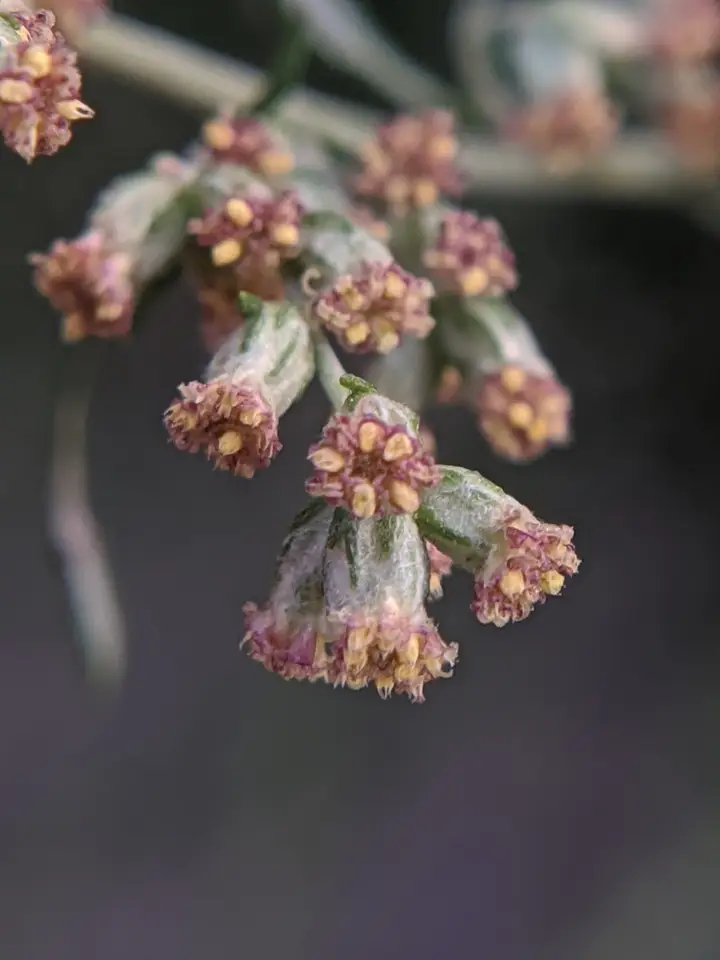 Common Mugwort (Artemisia vulgaris)