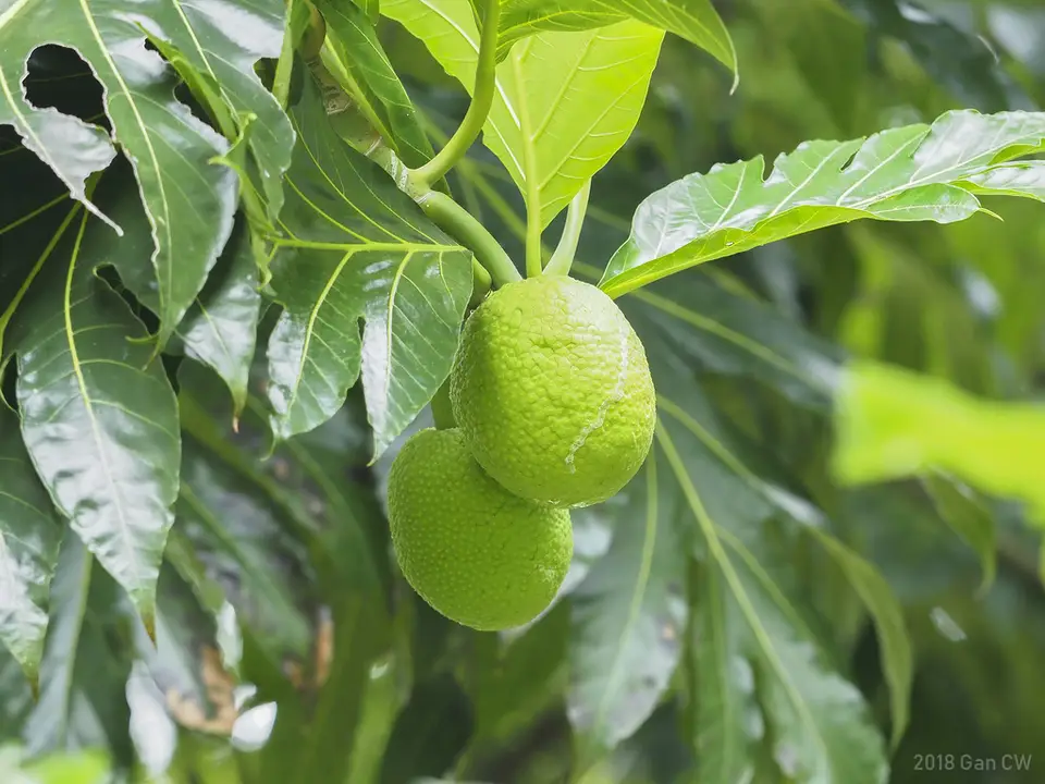 Breadfruit (Artocarpus altilis)