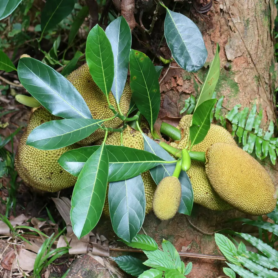 Jackfruit (Artocarpus heterophyllus)