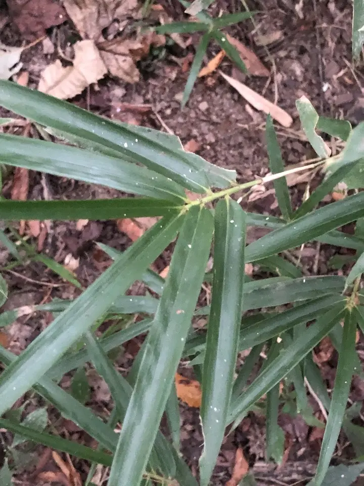 River Cane (Arundinaria gigantea)