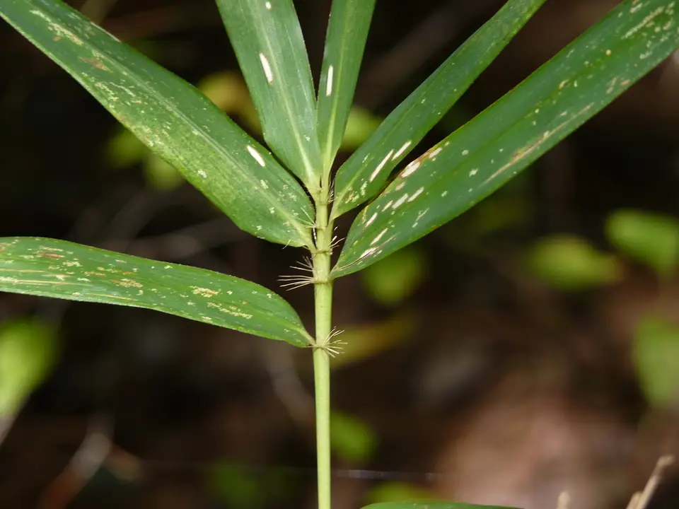 Switch Cane (Arundinaria tecta)
