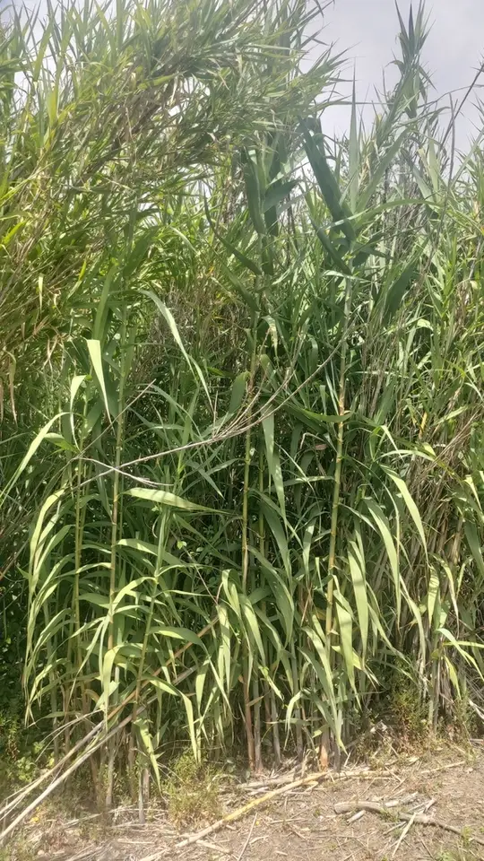 Giant Reed (Arundo donax)