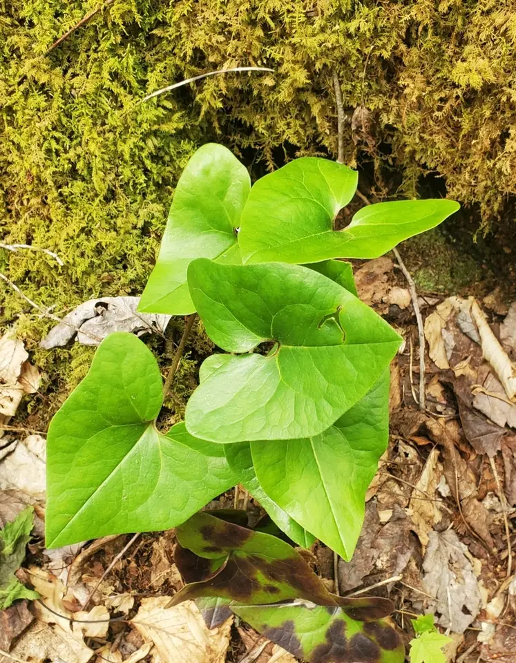 Little Brown Jugs (Asarum arifolium)