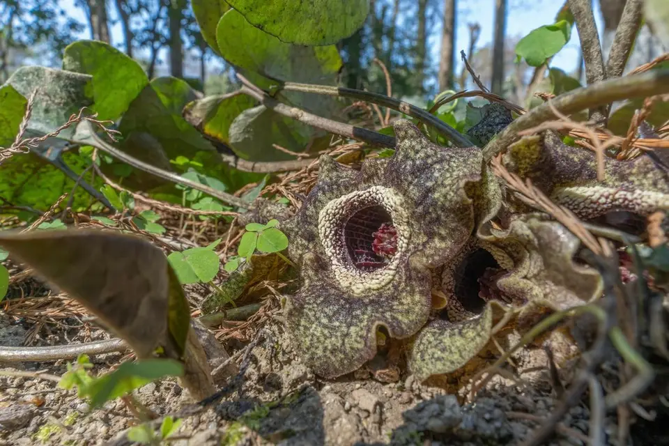 Chinese Wild Ginger (Asarum splendens)