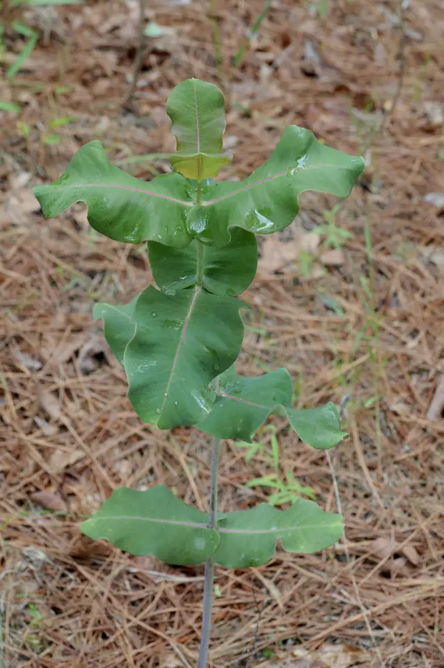 Clasping Milkweed (Asclepias amplexicaulis)