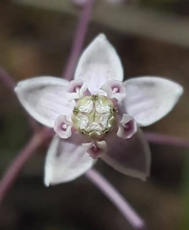 Carolina Milkweed (Asclepias cinerea)