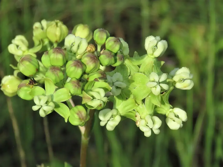 Largeflower Milkweed (Asclepias connivens)