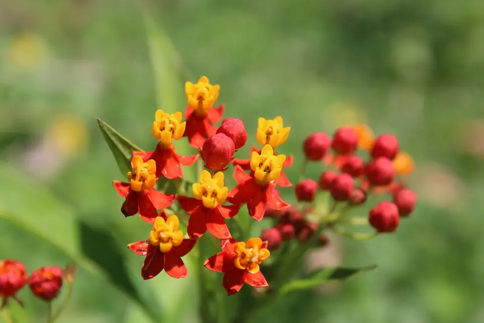 Tropical Milkweed (Asclepias curassavica)