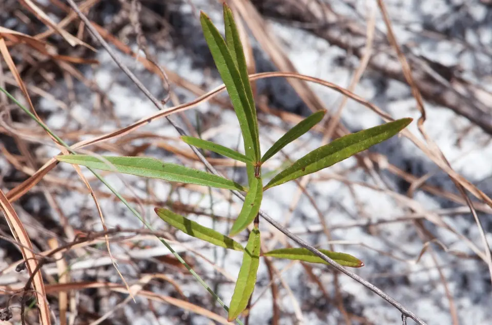 Curtiss's Milkweed (Asclepias curtissii)